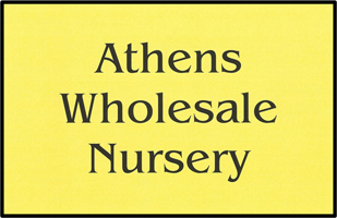 Athens Wholesale Nursery